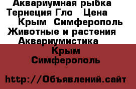 Аквариумная рыбка - Тернеция Гло › Цена ­ 165 - Крым, Симферополь Животные и растения » Аквариумистика   . Крым,Симферополь